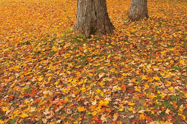 Canada-Quebec-St Michel de Belle Chasse Sugar maple leaves in autumn